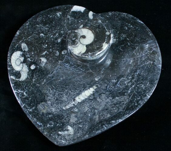 Heart Shaped Fossil Goniatite Dish #9009